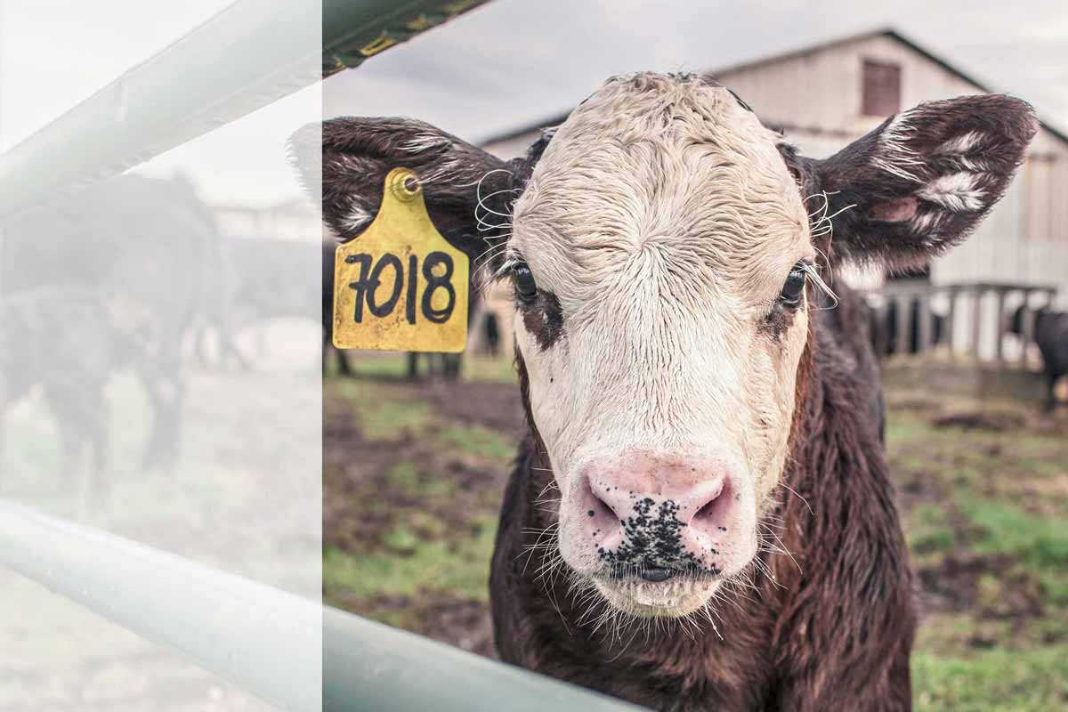 Cow in pen with ear tag.